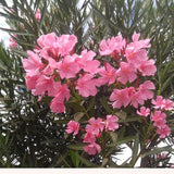 Pink Oleander Live Plant 4-6 Inches Tall