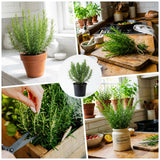 Rosemary Live Plant, Outdoor Garden Herb Plant, 4-7 Inch Tall, 4 Inch Pot