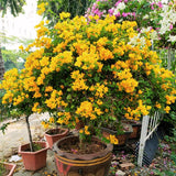 2 Yellow Bougainvillea Live Plants, Well-Rooted Flower Vine, 4-7 Inch Tall