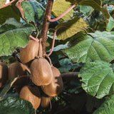 Hardy Kiwi Berry Live Plant, Outdoor Garden Fruit Vine, 4-6 Inch Tall