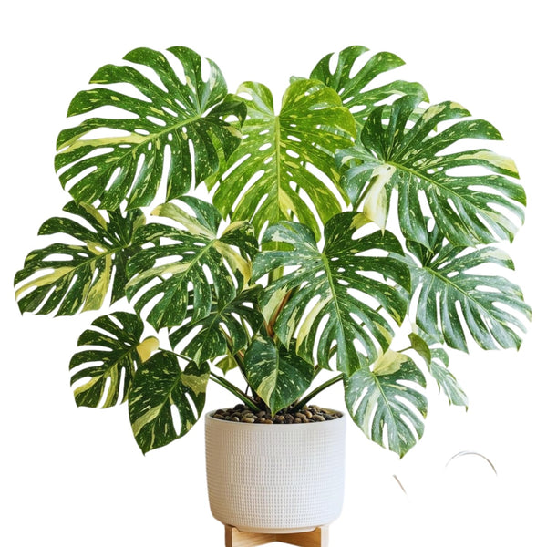 Monstera Live Plant, Outdoor Garden Plant, 5-7 Inch Tall