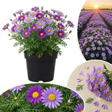 Purple Daisy Plant Live, Patio Container Flower, 3 Inch Pot