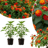 2 Red Orange Live Lantana Plants, Home Garden Plant, 4-7 Inch Tall