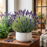 Purple Lavender Live Plant, 3.5 Inc Pot, Fragrant Herb Plant, 4-8 Inc Tall