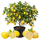 Grafted Meyer Lemon Tree, Meyer Lemon Fruit Plant, 2 Ft Tall, 1 Gallon Pot