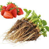 20 Red Strawberry Live Plants, Home Garden Plant, 3-5 Inch Tall
