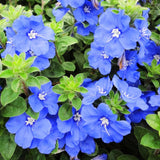 3 Evolvulus Blue Daze Live Plant, Starter Plant, 4-6 Inch Tall