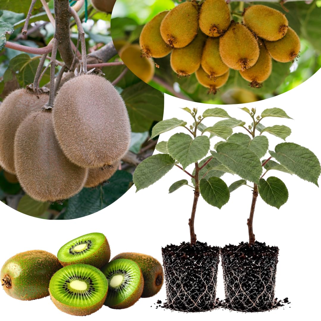 2 Hardy Kiwi Plants Live, Trellis Fruit Vine Plant, 4-6 Inch Tall