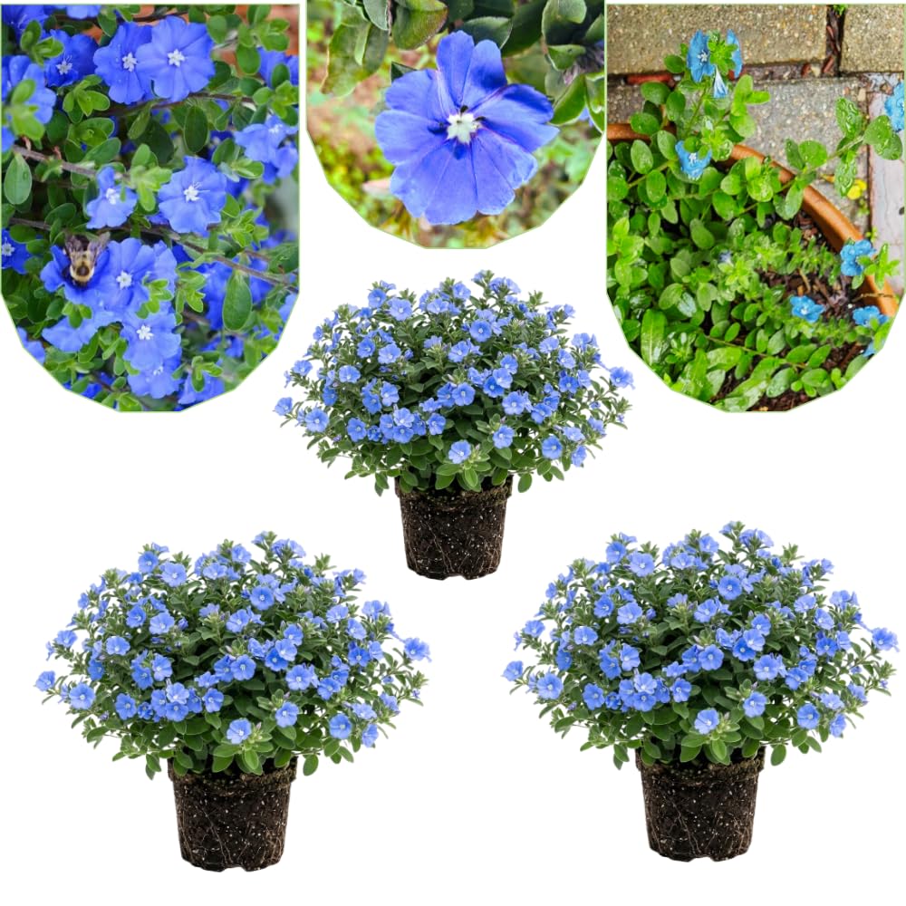 3 Evolvulus Blue Daze Live Plant, Starter Plant, 4-6 Inch Tall