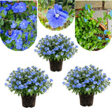 3 Evolvulus Blue Daze Live Plant, Starter Plant, 4-6 Inch Tall