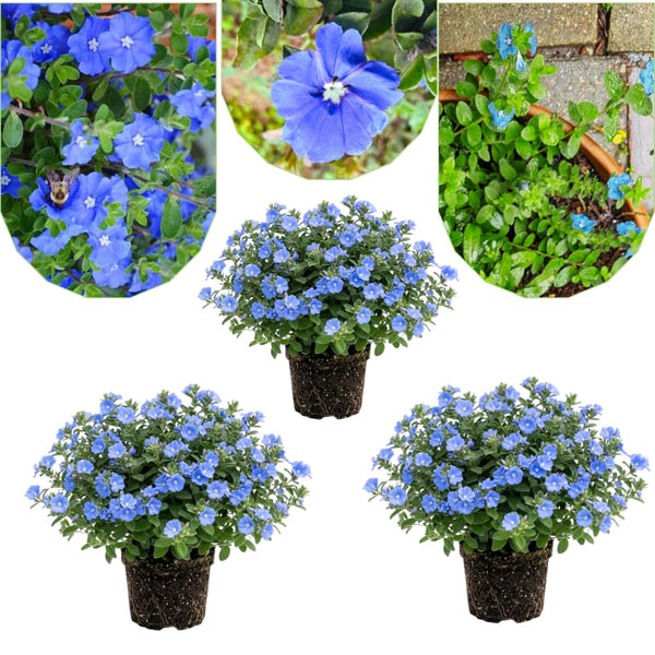 3 Evolvulus Blue Daze Live Plant, Starter Plant, 4-6 Inch Tall