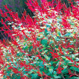 Pineapple Live Salvia Sage Plant, Perennial Plant, 2-3 Inch Tall