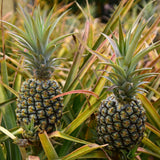 2 White Jade Pineapple Live Plants, Garden Plant, 4-7 Inch Tall