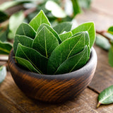 Bay Leaf Plant, Bay Laurus Nobilis Plant Live, 8-10 Inch Tall