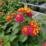 2 Rose Yellow Lantana Live Plants, Outdoor Garden Plant, 4-7 Inch Tall