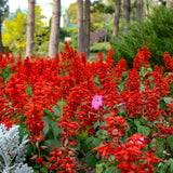 4 Red Sage Live Plants, Salvia Plants, Well-Rooted Starter Plant, 4-6 Inch Tall