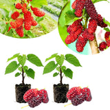 2 Red Mulberry Tree Live Plant, Edible Fruit, 6-8" Tall