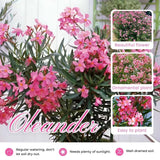 Pink Oleander Live Plant 4-6 Inches Tall