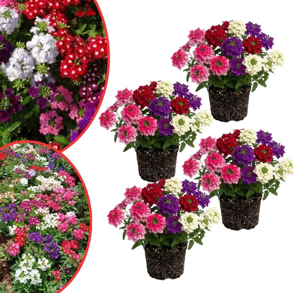 4 Mix Verbena Plants Live 4-7 Inch Tall
