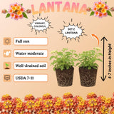 2 Ham and Eggs Lantana Live Plants, Lantana Flower Plant, 4-7 Inch Tall
