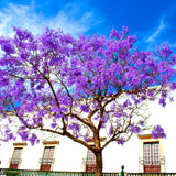 Purple Blue Jacaranda Tree Plant Live, 4-7 Inch Tall, 4 Inch Pot
