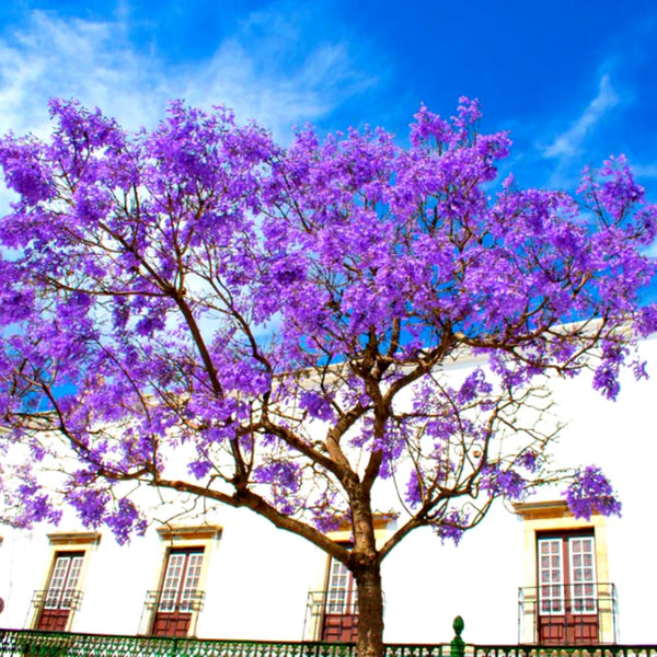 Purple Blue Jacaranda Tree Plant Live, 4-7 Inch Tall, 4 Inch Pot
