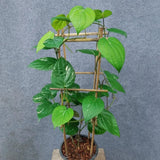Black Pepper Plant Live, Patio Container Plant, 4-6 Inch Tall