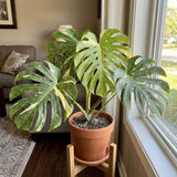 2 Monstera Plants Live, Thai Constellation Monstera Plant, 4-6 Inch Tall