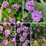 Set 2 Purple Lantana Live Plant 4-6 Inches Tall