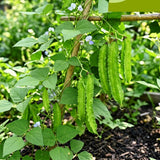 Winged Bean Live Plants, Bean Vine Seedling, 4-6 Inch Tall, 4 Inch Pot