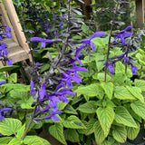 4 Black Blue Salvia Sage Bushes, Flowering Plant, 4-6 Inch Tall
