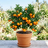 Tangerine Tree Live Plant, Sweet Seedless Citrus Tree, 2-3 Ft Tall