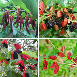 2 Red Mulberry Tree Live Plant, Edible Fruit, 6-8" Tall