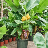 Dwarf Cavendish Banana Plant Live, Sweet Fruit Banana Tree 4-7 Inch Tall