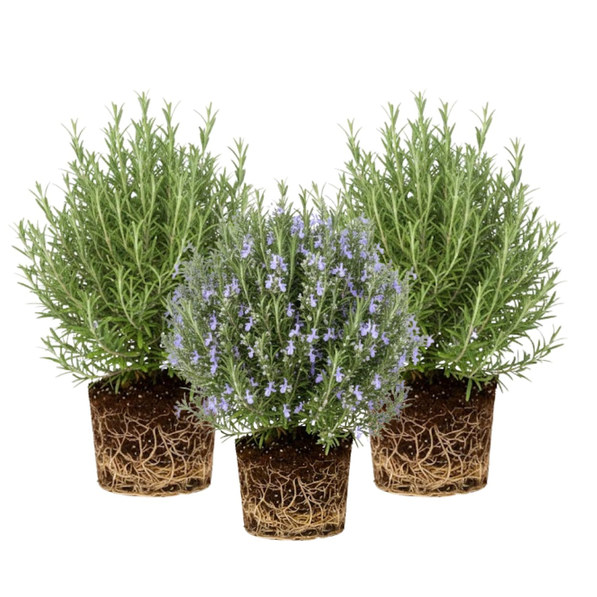 3 Blue Live Rosemary Plants, Starter Plant, 4-6 Inch Tall