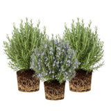 3 Blue Live Rosemary Plants, Starter Plant, 4-6 Inch Tall