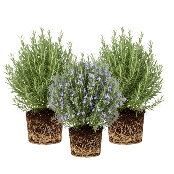 3 Blue Live Rosemary Plants, Starter Plant, 4-6 Inch Tall