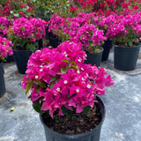 2 Pink Live Bougainvillea Plants, Hardy Garden Plant, 5-7 Inch Tall
