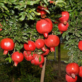 Pomegranate Live Plant, Backyard Orchard Tree, 8-10 Inch Tall, 4 Inch Pot