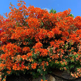 2 Orange Bougainvillea Live Plants, Tropical Flower Plant, 4-7 Inch Tall