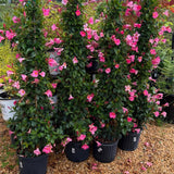 2 Pink Live Mandevilla Plants, Live Starter Plant, 4-8 Inch Tall