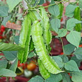 Winged Bean Live Plants, Bean Vine Seedling, 4-6 Inch Tall, 4 Inch Pot