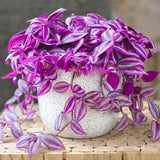 4 Purple Live Wandering Jew Plants, Indoor Houseplant, 4-8 Inch Tall