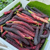Pakistan Mulberry Fruit Plant Live 6-8 Inches Tall