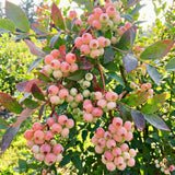 2 Pink Lemonade Blueberry Live Plant, Backyard Berry Bush, 4-6 Inch Tall