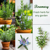 3 Blue Rosemary Live Plants, Starter Plant, 4-6 Inch Tall