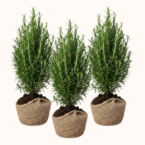 3 Rosemary Plants, Fragrant Herbs, Live Starter Plant, 4-6 Inch Tall