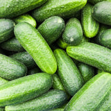 Cucumber Live Plant, Well-Rooted Vine Plant, 3-6 Inch Tall, 4 Inch Pot