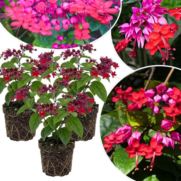 Set 3 Red Bleeding Heart White Plants Live 4-6 Inch Tall