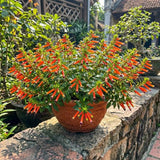 2 Orange Yellow Cuphea Live Plants, 4-6 Inch Tall